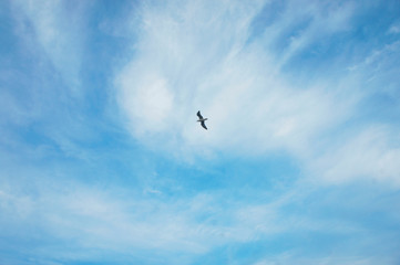 seagull in the sky