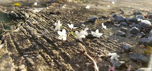 Small white bouquet on the road surface with soft natural sunlight in the morning