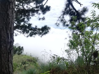 morning in the forest