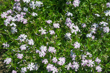 Floral texture, purple floral background of small flowers