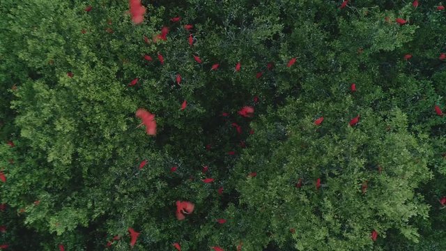Scarlet Ibis bird colony long shot over mangrove vegetation in South America
