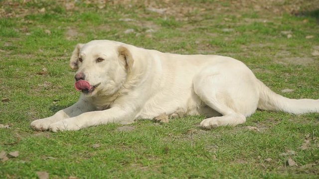 Cute Akbash Dog Resting And Lying On The Grassy Lawn in sunny day, Romania. - medium shot