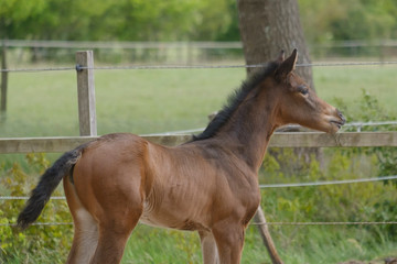 A little brown foal, mare foal standing in full body, during the day with a countryside landscape