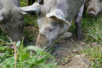 Piglets and pigs on a farm in the mud. Pigs eat and bathe in the swamp.
