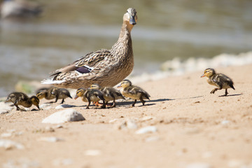 Mallard female with her ducklings.