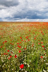 Poppy field with cloudy sky in Denmark