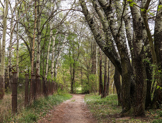 Fototapeta premium forestly road in wood birch-tree