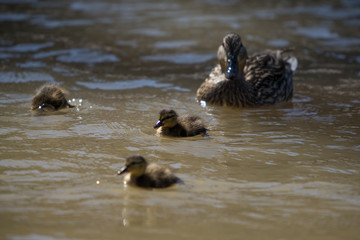 Mallard female with her ducklings.