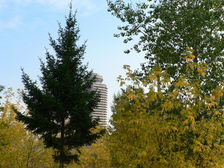 Fototapeta premium tree in the park
