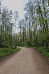 Fototapeta na wymiar Forestry road in wood