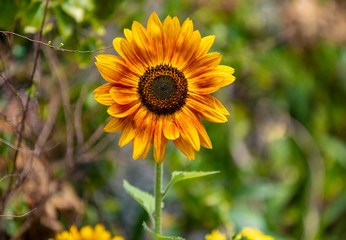
Sunflower on boke green background