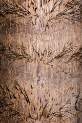 Detailed closeup of a real macro wood texture