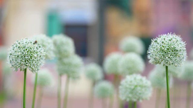 Closeup view macro 4k video footage of beautiful cute rounded white flowers growing in spring or summer flowerbed in street of city outdoors.
