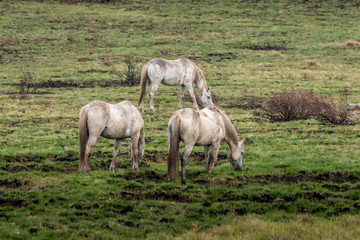 Naklejka na ściany i meble Wild horses - so called Brumbies - in the Kosciuszko National Park in New South Wales, Australia at a cloudy day in summer.