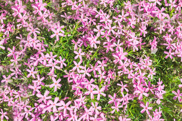 Fototapeta premium Floral texture, pink floral background of small flowers
