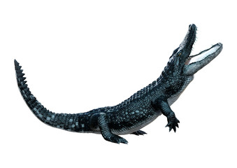 3D Rendering Black Alligator on White