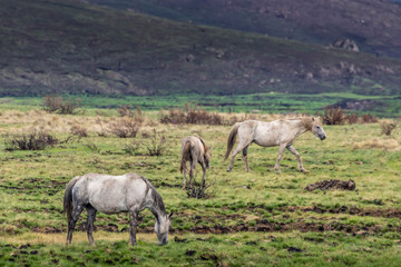 Fototapeta na wymiar Wild horses - so called Brumbies - in the Kosciuszko National Park in New South Wales, Australia at a cloudy day in summer.