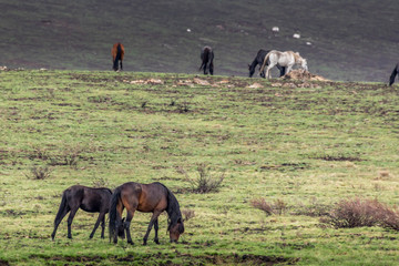 Obraz premium Wild horses - so called Brumbies - in the Kosciuszko National Park in New South Wales, Australia at a cloudy day in summer.