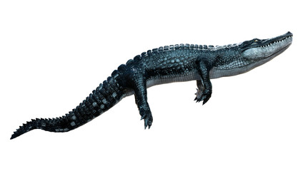 3D Rendering Black Alligator on White