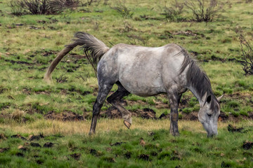 Fototapeta na wymiar Wild horse - a so called Brumbie - in the Kosciuszko National Park in New South Wales, Australia at a cloudy day in summer.