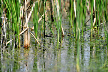 bulrush, bulrush background, green background, plant, summer spring, body of water, lake, water,