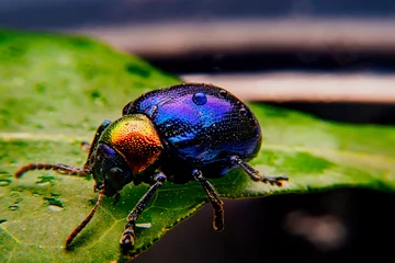 Foto op Plexiglas  A close up of a tiny metallic iridescent insect © ketkata