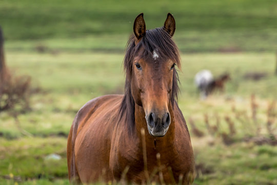 Wild horse - a so called Brumbie - in the Kosciuszko National Park in New South Wales, Australia at a cloudy day in summer.