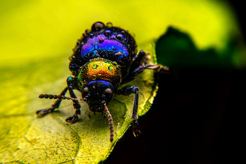  A close up of a tiny metallic iridescent insect