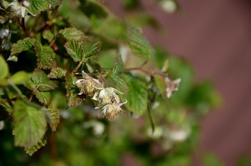 close up raspberry bloom and young green leaves on a branch on sunny day. 
raspberry bush growing  in garden