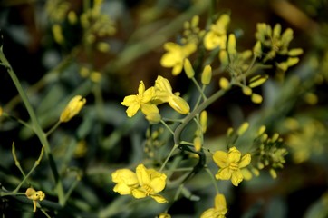 floral background, cabbage bloom, many little yellow cabbage flowers. vegetable growing in the...
