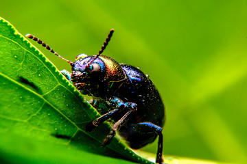  A close up of a tiny metallic iridescent insect