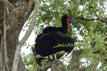Bucorve du Sud, Grand calao terrestre, Bucorvus leadbeateri, Southern Ground Hornbill