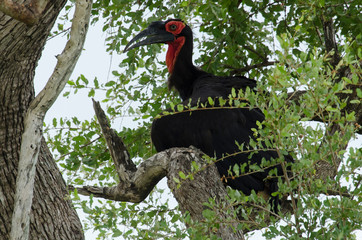 Bucorve du Sud, Grand calao terrestre, Bucorvus leadbeateri, Southern Ground Hornbill