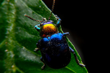  A close up of a tiny metallic iridescent insect