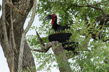 Bucorve du Sud, Grand calao terrestre, Bucorvus leadbeateri, Southern Ground Hornbill