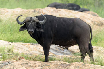 Buffle d'Afrique, Syncerus caffer, Parc national Kruger, Afrique du Sud
