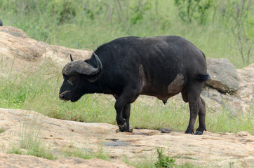 Obraz premium Buffle d'Afrique, Syncerus caffer, Parc national Kruger, Afrique du Sud