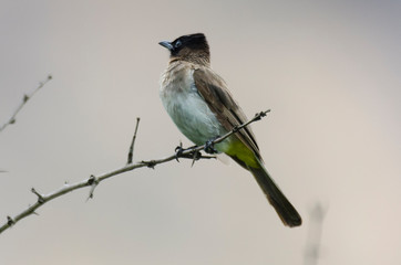 Bulbul tricolore,.Pycnonotus tricolor, Dark capped Bulbul