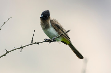 Bulbul tricolore,.Pycnonotus tricolor, Dark capped Bulbul