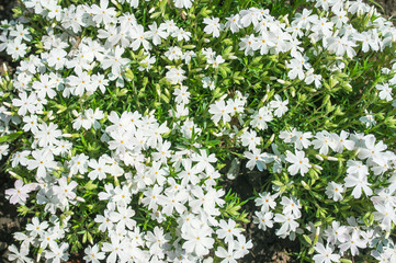 Floral texture, white floral background of small flowers