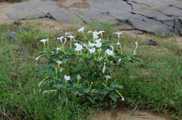 Datura, Datura stramonium