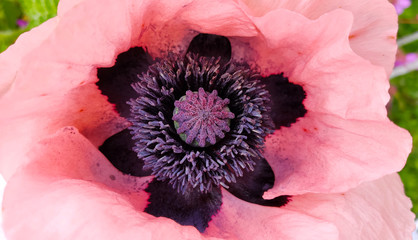Closeup of Oriental Poppy Marlene (Papaver orientale) flower, pink petals with dark purple eyes and black splotches at their base - obrazy, fototapety, plakaty