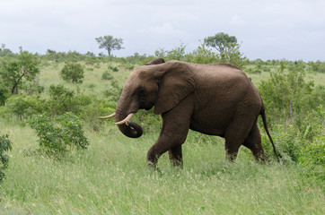 Fototapeta premium Eléphant d'Afrique, Loxodonta africana, Parc national Kruger, Afrique du Sud