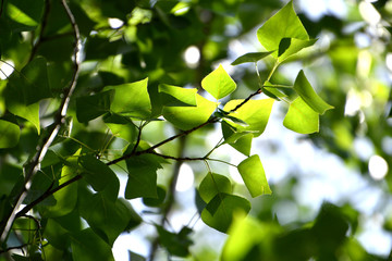 leafing, leafing tree, branch, green leaf, spring, green background
