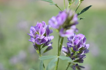 Obraz premium Medicago sativa, alfalfa, lucerne in bloom - close up. Alfalfa is the most cultivated forage legume in the world and has been used as an herbal medicine since ancient times.