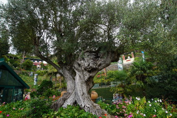 Really old olive tree in Monte Palace Tropical Garden