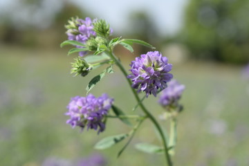 Medicago sativa, alfalfa, lucerne in bloom - close up. Alfalfa is the most cultivated forage legume in the world and has been used as an herbal medicine since ancient times.