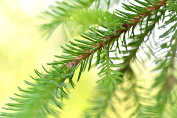 Fototapeta premium ate, tree, leaf tree, berries, spring, apple fruits,