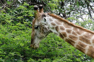 Girafe, Giraffa Camelopardalis, Parc national Kruger, Afrique du Sud