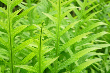 Fresh green leaf of the Wart fern of Hawaii with dew drops under sunlight morning, commonly called monarch fern or musk fern, ground cover plant in Polypodiaceae family